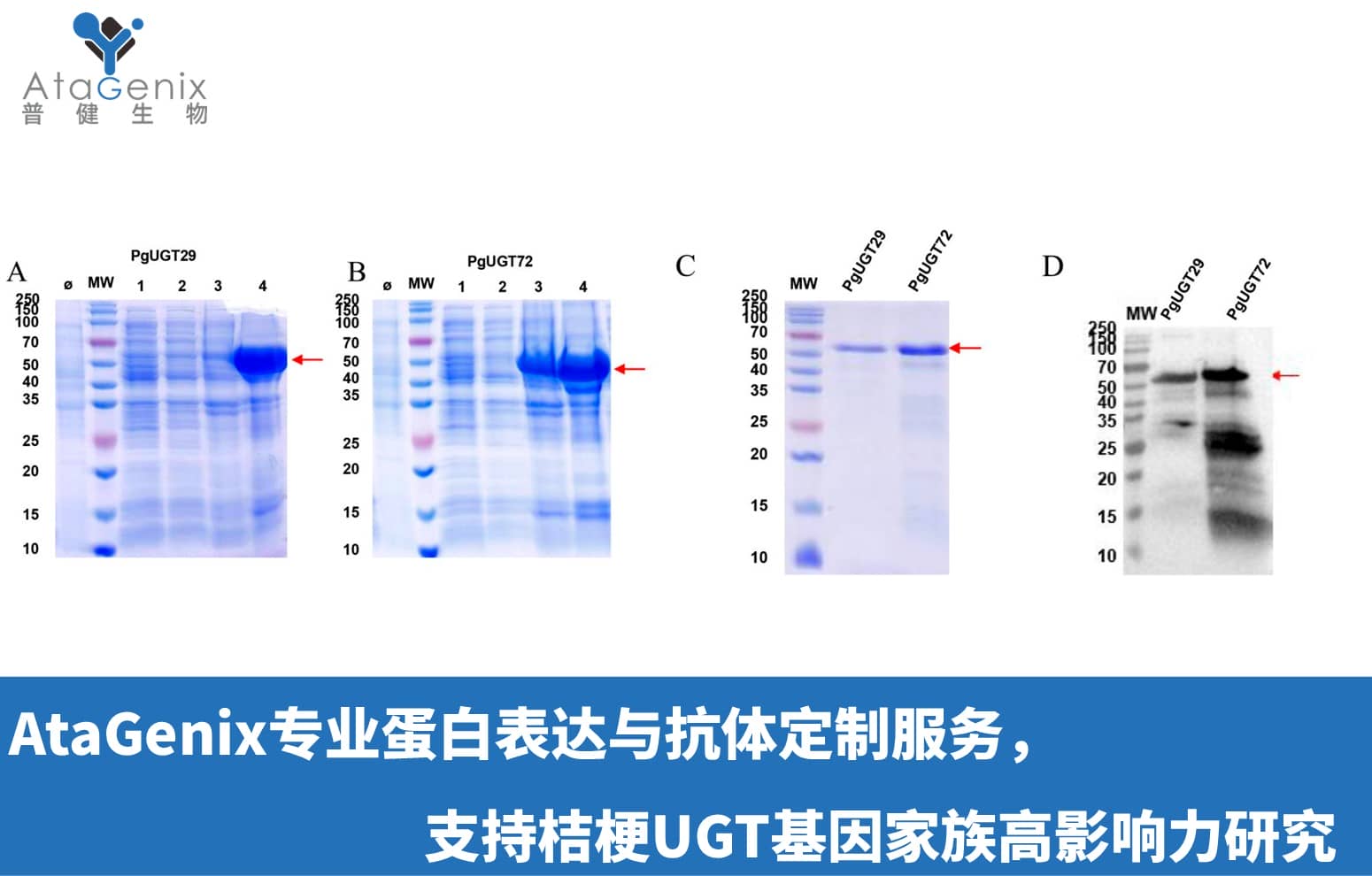 AtaGenix專業(yè)蛋白表達(dá)與抗體定制服務(wù)，支持桔梗UGT基因家族高影響力研究